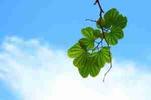 leaves-15757_960_720