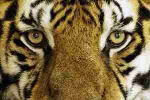 tiger-1155579_960_720